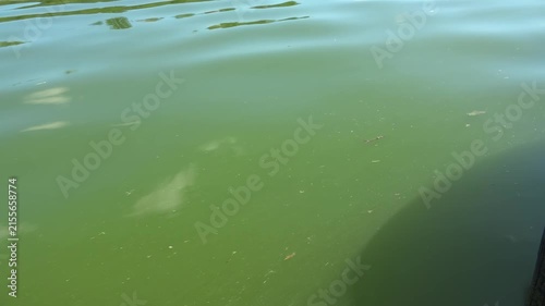 River water pollution during hot summer periods. Adverse epidemiological conditions. Environmental and sanitary monitoring concept.