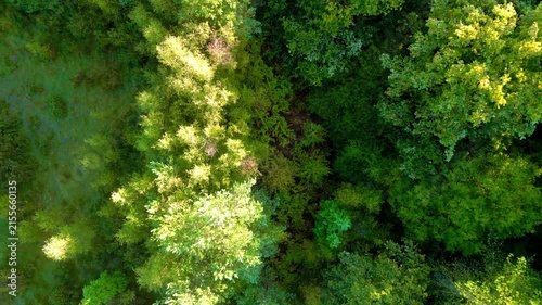 Aerial drone footage flying over green forest treetop canopy
