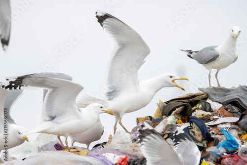 Close-up of gulls on a landfill flying and searching for food on a cold winter day, side view to the camera lens. Environmental wildlife photography with copy space.