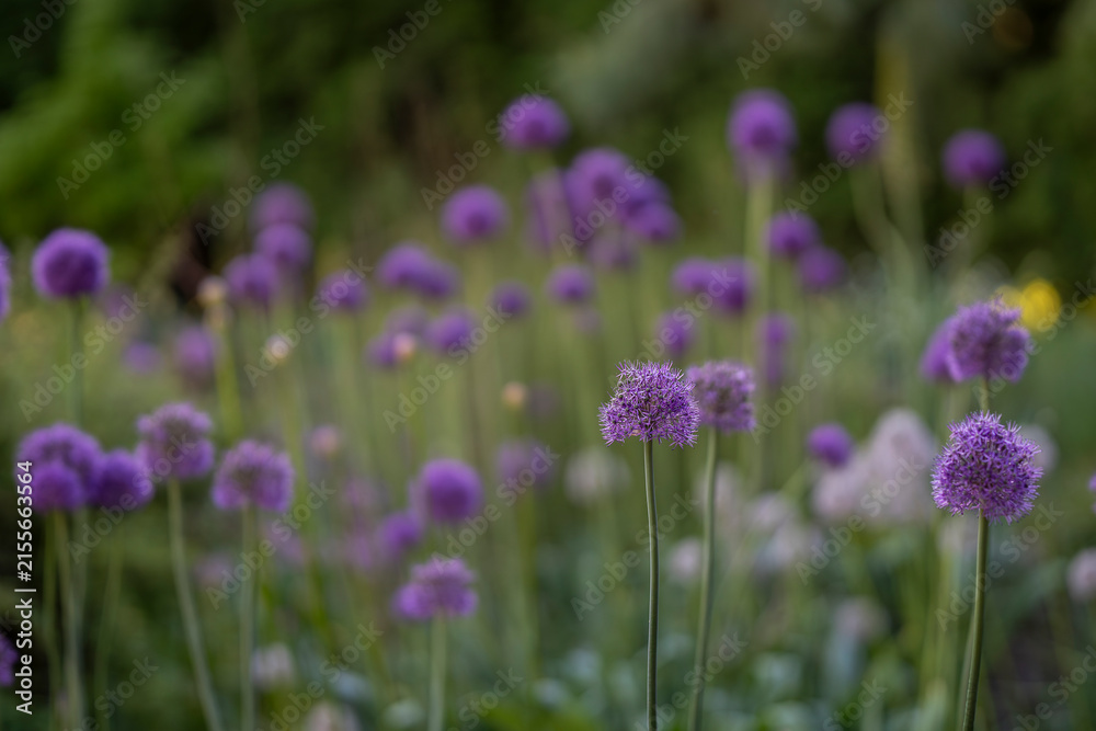 Obraz premium Purple Allium ornamental onions blooming in a lush garden. A quiet sea of purple globes emerges from the summer greenery, as Allium flower heads create an almost dreamlike rhythm across the garden.