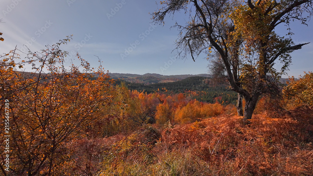 Naklejka premium Autumn colored trees and countryside landscape scenery.