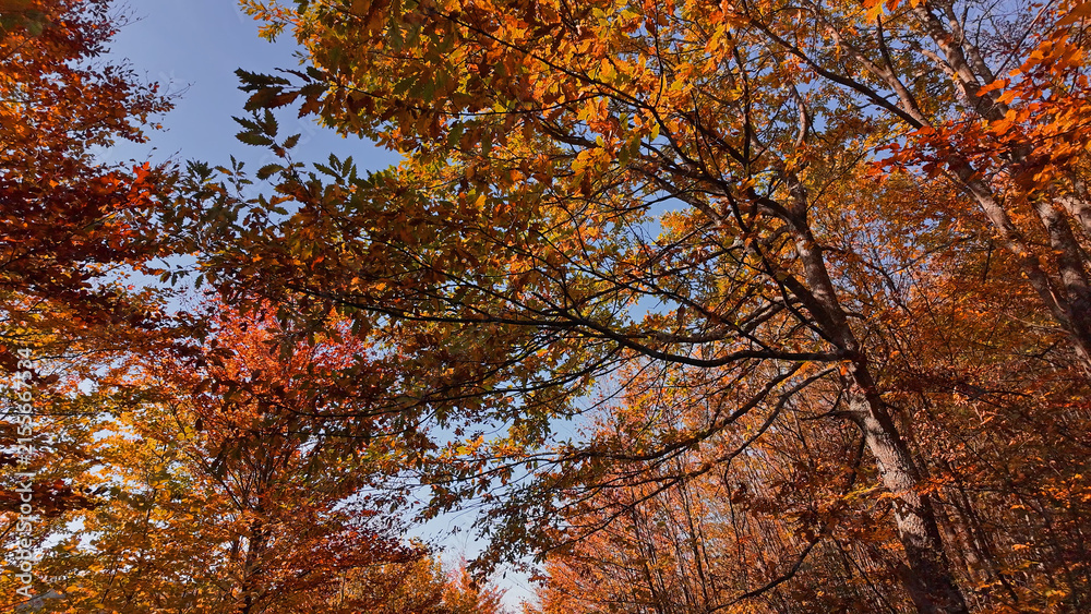 Naklejka premium Autumn colored trees and countryside landscape scenery.