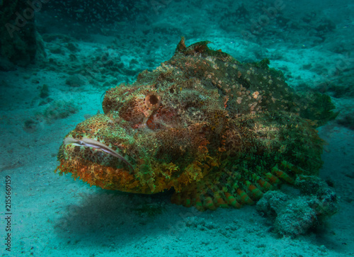 Tassled scorpionfish (Scorpaenopsis oxycephala), a venomous reef-associated fish, camouflaged among rocks and algae on the tropical seafloor