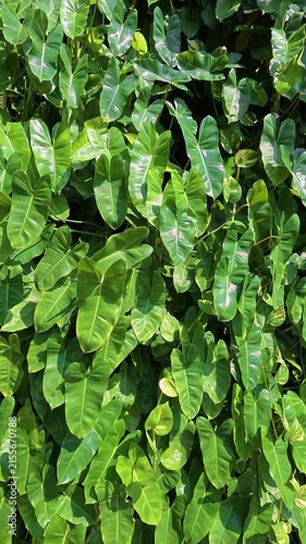 Dense tropical green foliage creating natural leafy texture