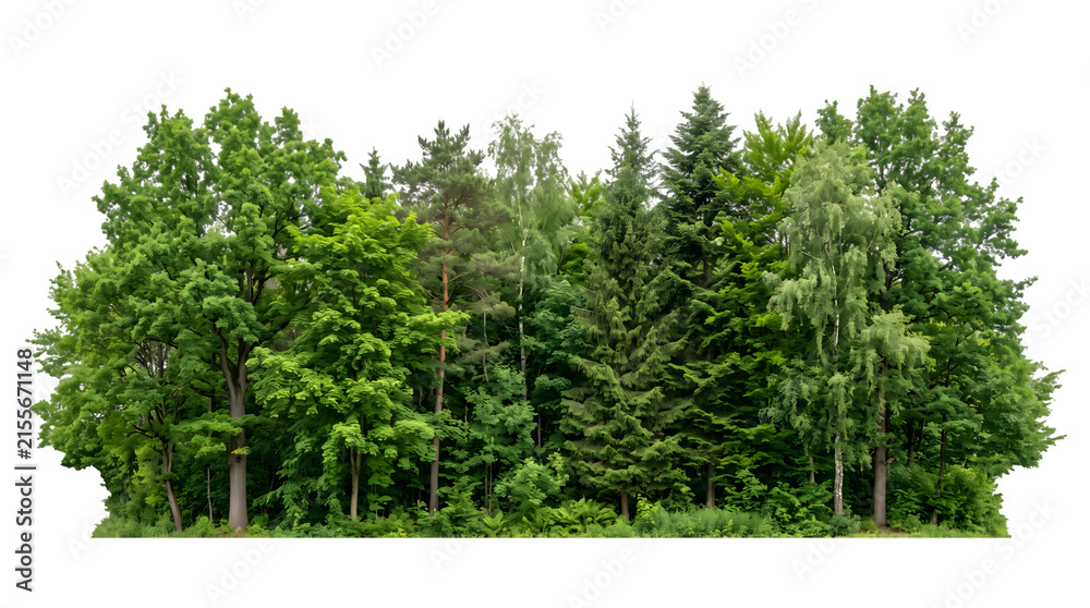 Fototapeta premium Dense green forest tree canopy isolated on transparent background