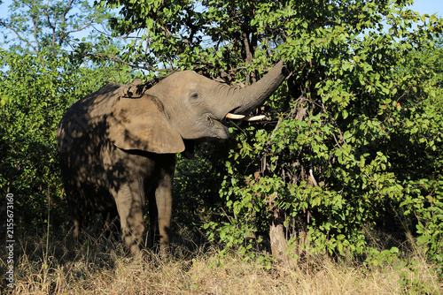 Fotografía Afrikanischer Elefant / African elephant / Loxodonta africana