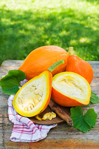 Hokkaido pumpkin harvest