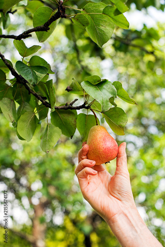 Pears harvest tree