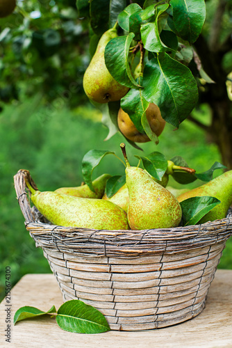 Pears harvest tree