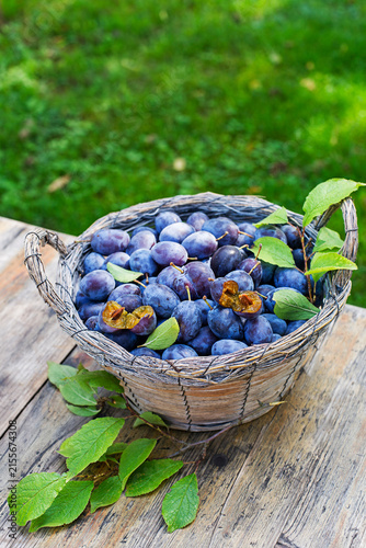 Plums harvest