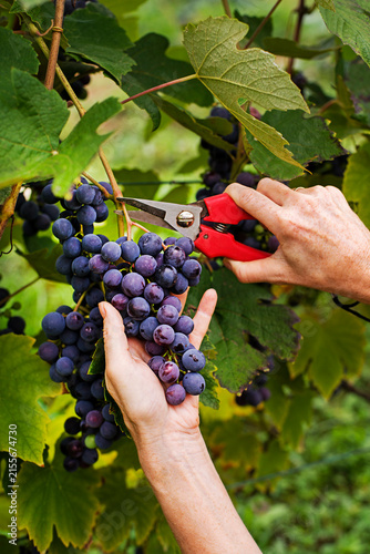 Black wine grapes harvest