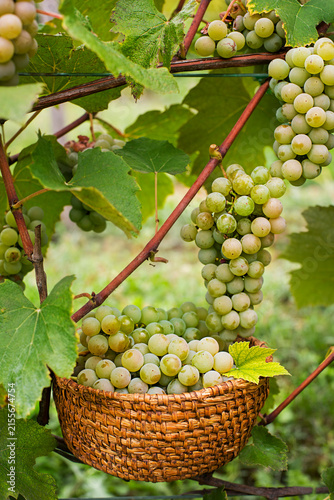 Green wine grapes harvest