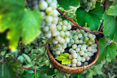 Grapes harvest green wine grapes