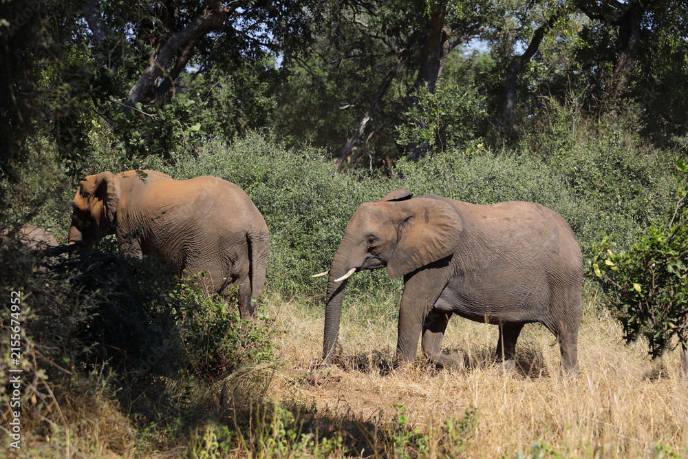 Obraz premium Afrikanischer Elefant / African elephant / Loxodonta africana