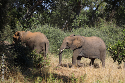 Photography Afrikanischer Elefant / African elephant / Loxodonta africana