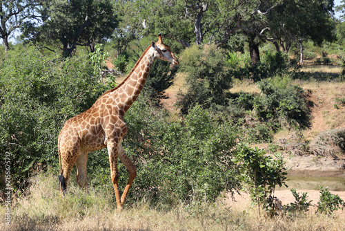Canvas Print Giraffe / Giraffe / Giraffa camelopardalis