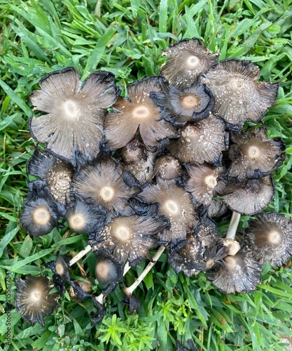 inky cap mushrooms in the grass