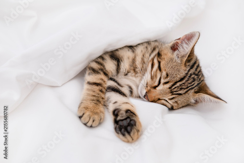 Cute Bengal kitten sleeping on white blanket with stretched paw, copy space