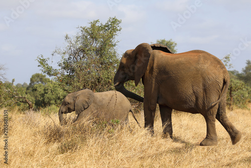 Canvas Print Afrikanischer Elefant / African elephant / Loxodonta africana