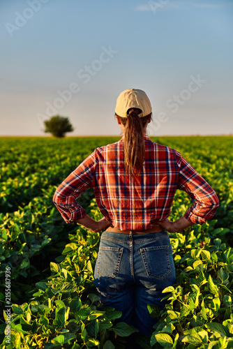 Female agronomist inspecting crop yield and growth in a sustainable agriculture farm field during golden hour