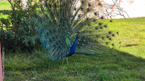Photography Beautiful male peacock displaying its colorful plumage outdoors in a green natural setting