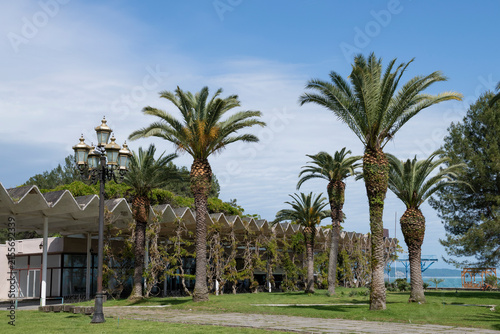 Palm trees near the old building of the Pitsunda marine station on a sunny May day. Abkhazia