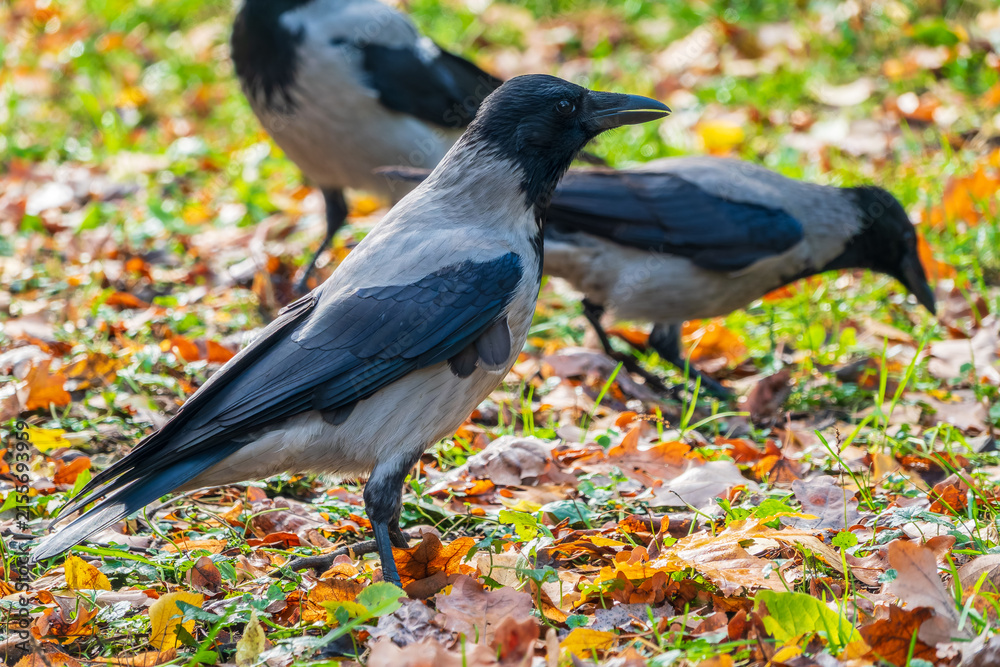Naklejka premium Hooded crow, corvus cornix, standing on the lawn in the spring or summer