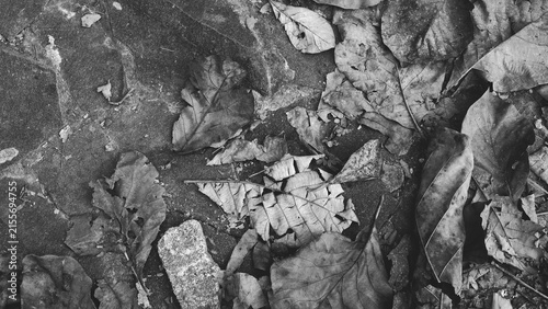 Photography Black and white forest ground texture with overlapping dry leaves, rocks, twigs,