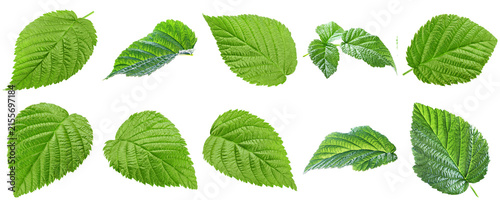 Cuadro en lienzo Green raspberry leaves, displaying distinct textures and venation, isolated on a transparent background