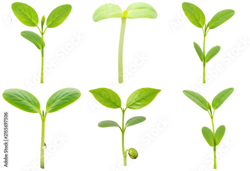 Фотография Stages of plant growth, showing various green seedlings and sprouts isolated on a transparent background