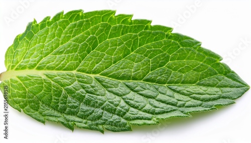 mint leaf macro texture isolated on white background