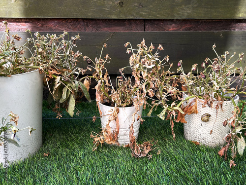 Wilted and dried flowering plants in pots standing on artificial grass outdoors