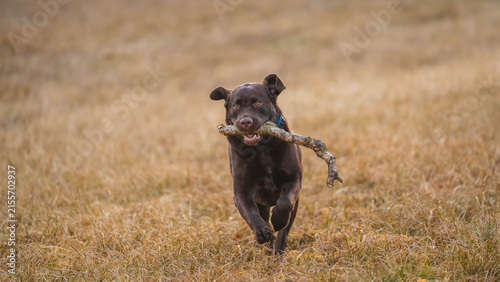 Brown Labrador Retriever running on a dirt trail with a stick in its mouth, surrounded by dry grass and natural countryside scenery.