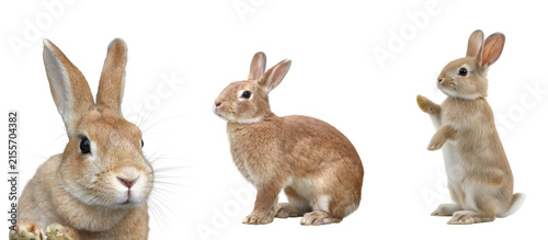 Quadro su tela Charming collection of fluffy light brown rabbits in various playful poses, isolated on a transparent background