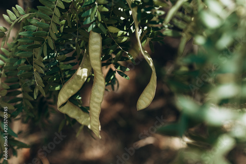 Gleditsia Honey Locust Tree with Long Seed Pods in Summer