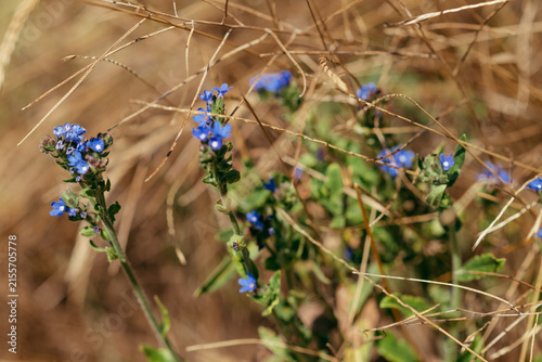 Small Blue Wildflowers Growing Among Dry Grass in Nature