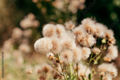 White Fluffy Seed Heads of Wildflowers Against a Soft Green Background
