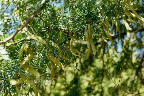 Gleditsia Honey Locust Tree with Long Seed Pods in Summer