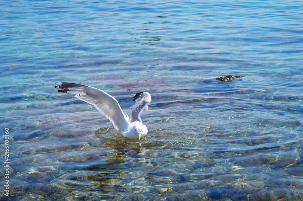 Fototapeta premium The seagull feeds from the sea