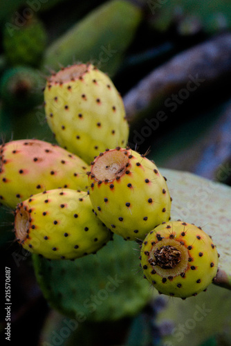 Obraz na płótnie Close up of fresh prickly pear fruits Opuntia growing on cactus pad