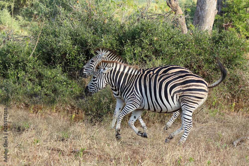 Fototapeta premium Steppenzebra / Burchell's zebra / Equus quagga burchellii