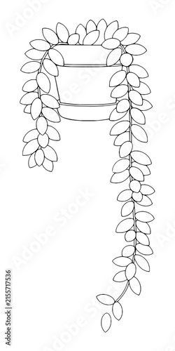 Line art drawing of a hanging succulent plant in a pot on transparent background