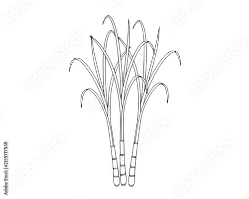 Botanical line drawing of a clump of wild grass or reeds on transparent background