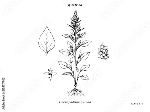 Vintage Botanical Illustration of Quinoa Plant and Seeds