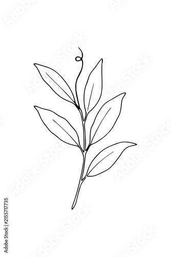 Botanical Line Art of a Leafy Branch with Tendril