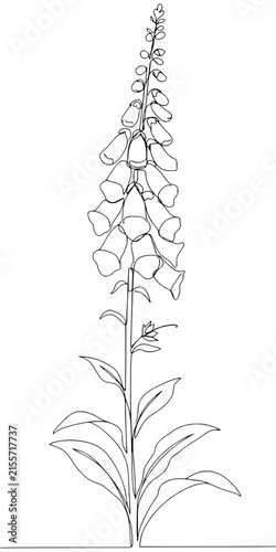 Minimalist Line Drawing of a Tall Flowering Plant