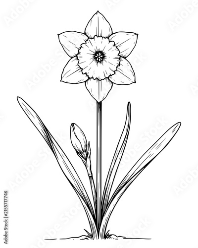 Vintage Style Botanical Drawing of a Narcissus Flower