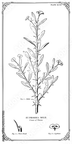 Detailed botanical illustration of Crown of Thorns Euphorbia milii plant with thorn and flower details