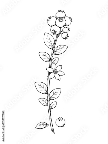Botanical line art illustration of a blueberry branch featuring berries, flowers, and leaves