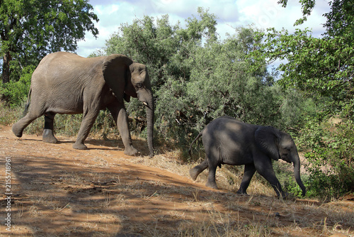 Photography Afrikanischer Elefant / African elephant / Loxodonta africana